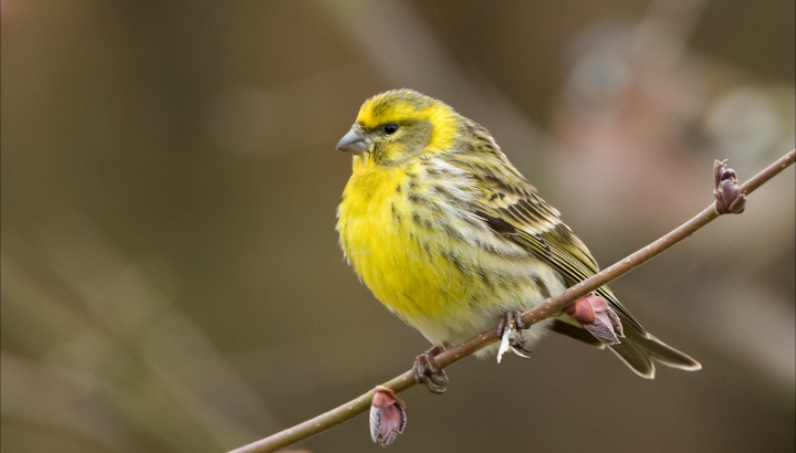 Les oiseaux migrateurs de la Palu